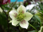 Julerose